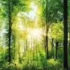 Jumboposter Bright Summer Forest, Nr. 31