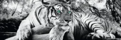 Jumboposter Tiger, Nr. 3