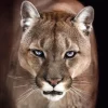 Poster Cougar, Nr. 192
