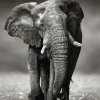 Poster Elephant Walking, Nr. 156