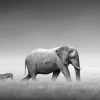 Poster Elephant Zebra, Nr. 233