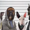 Poster Most Wanted Dogs, Nr. 232
