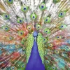Poster Pfau, Nr. 231